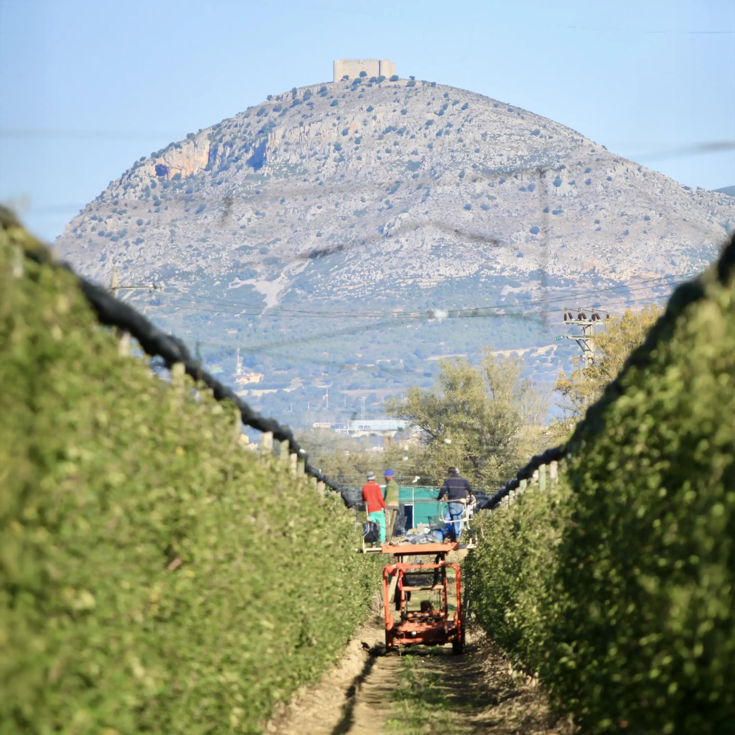 Visite Mooma y descubra los campos de manzanos del Empordà, el origen de su sidra artesanal y una experiencia única entre naturaleza, territorio y tradición familiar.