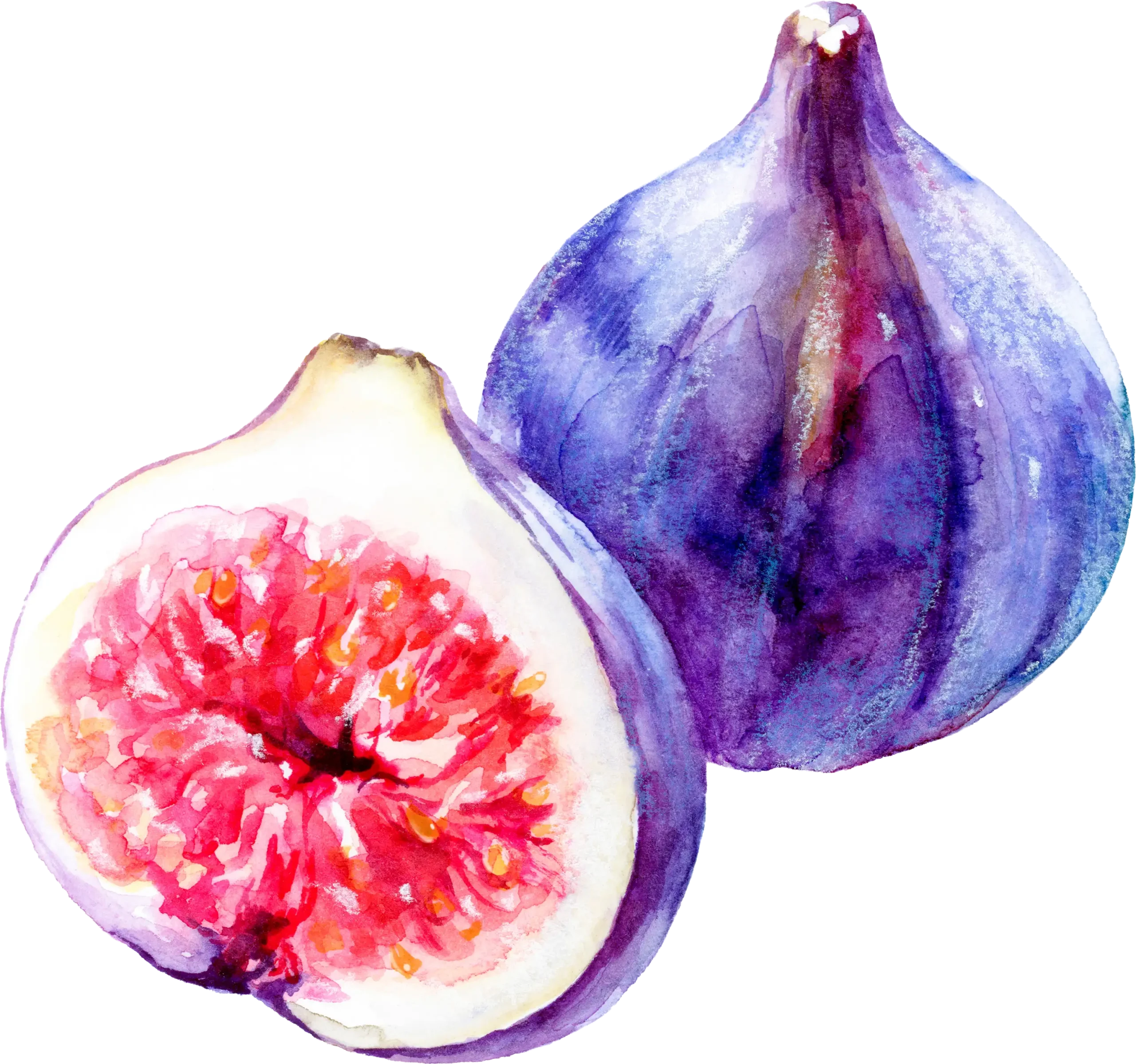 Il·lustració d’unes figues en aquarel·la que representen les experiències de temporada de Mooma, amb fruita madura, dolçor natural i essència mediterrània.