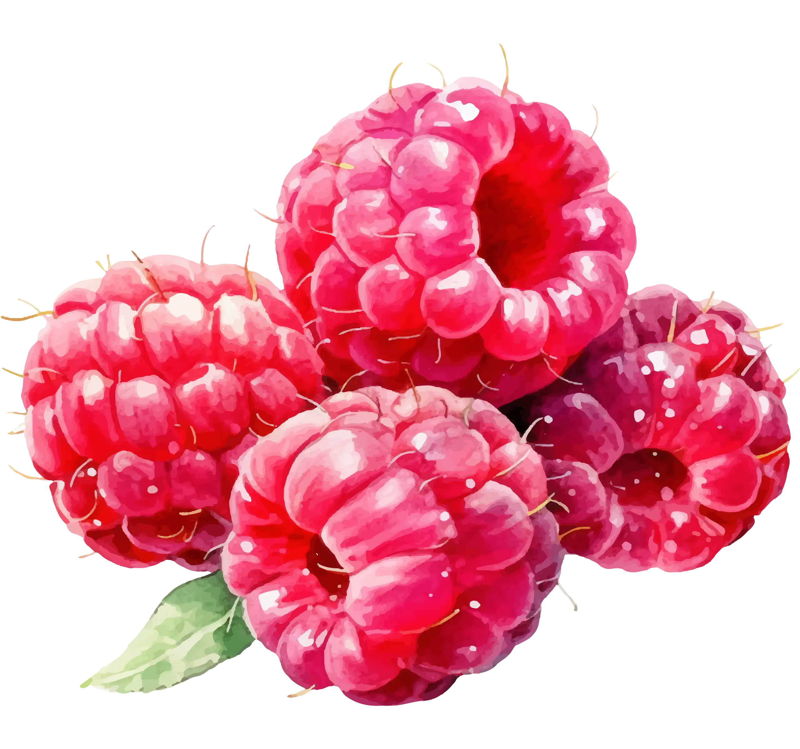 Watercolor illustration of raspberries representing Mooma's seasonal experiences, with red berries, natural freshness, and Mediterranean essence.