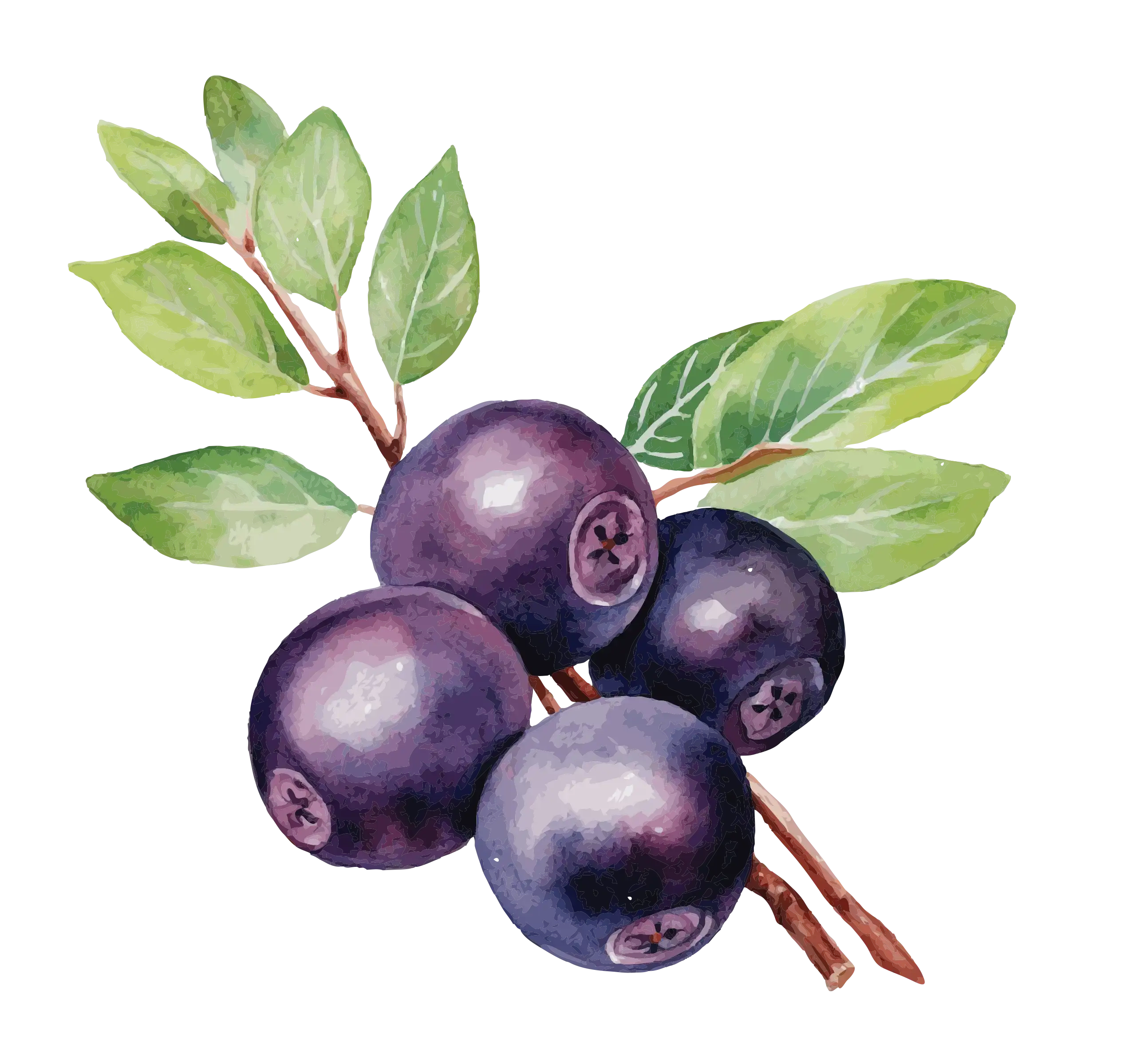 Il·lustració de groselles en aquarel·la que representen les experiències de temporada de Mooma, amb fruits silvestres, frescor natural i essència mediterrània.