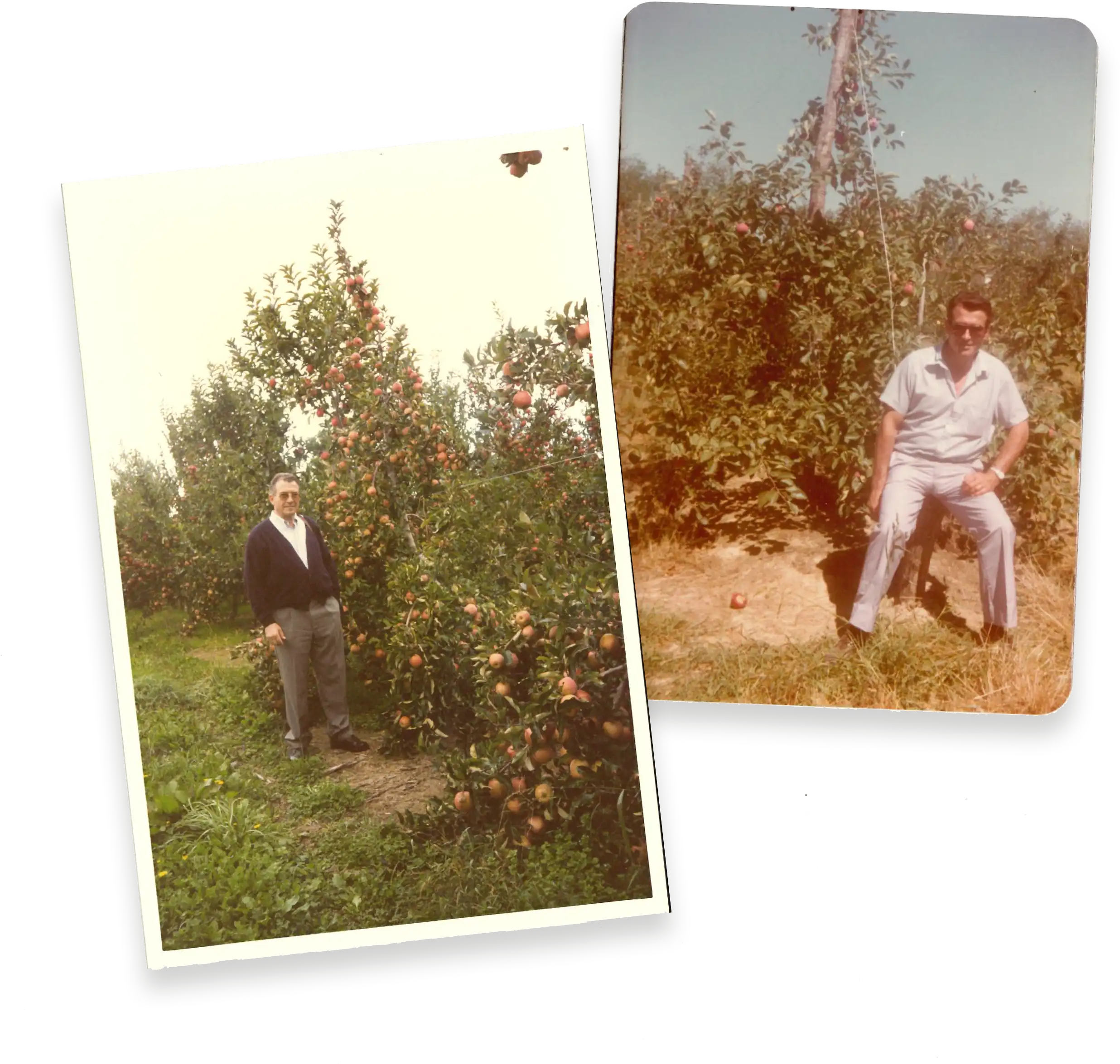 Old photographs of Mooma's family origins among apple trees in Empordà, showing the agricultural tradition and farming heritage passed down from generation to generation.