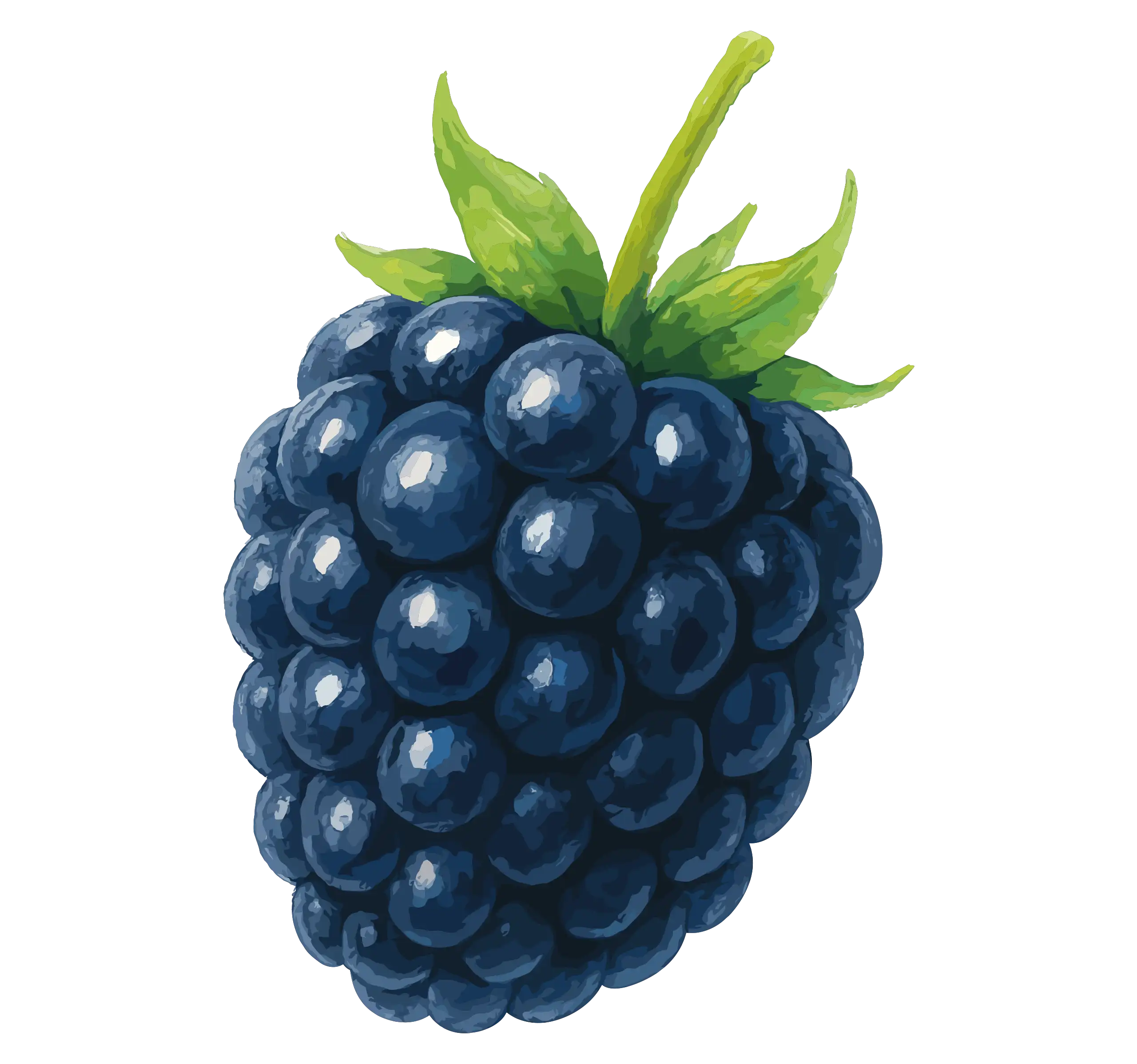 Watercolor illustration of a blackberry representing Mooma's seasonal experiences, with wild berries, natural intensity, and Mediterranean essence.