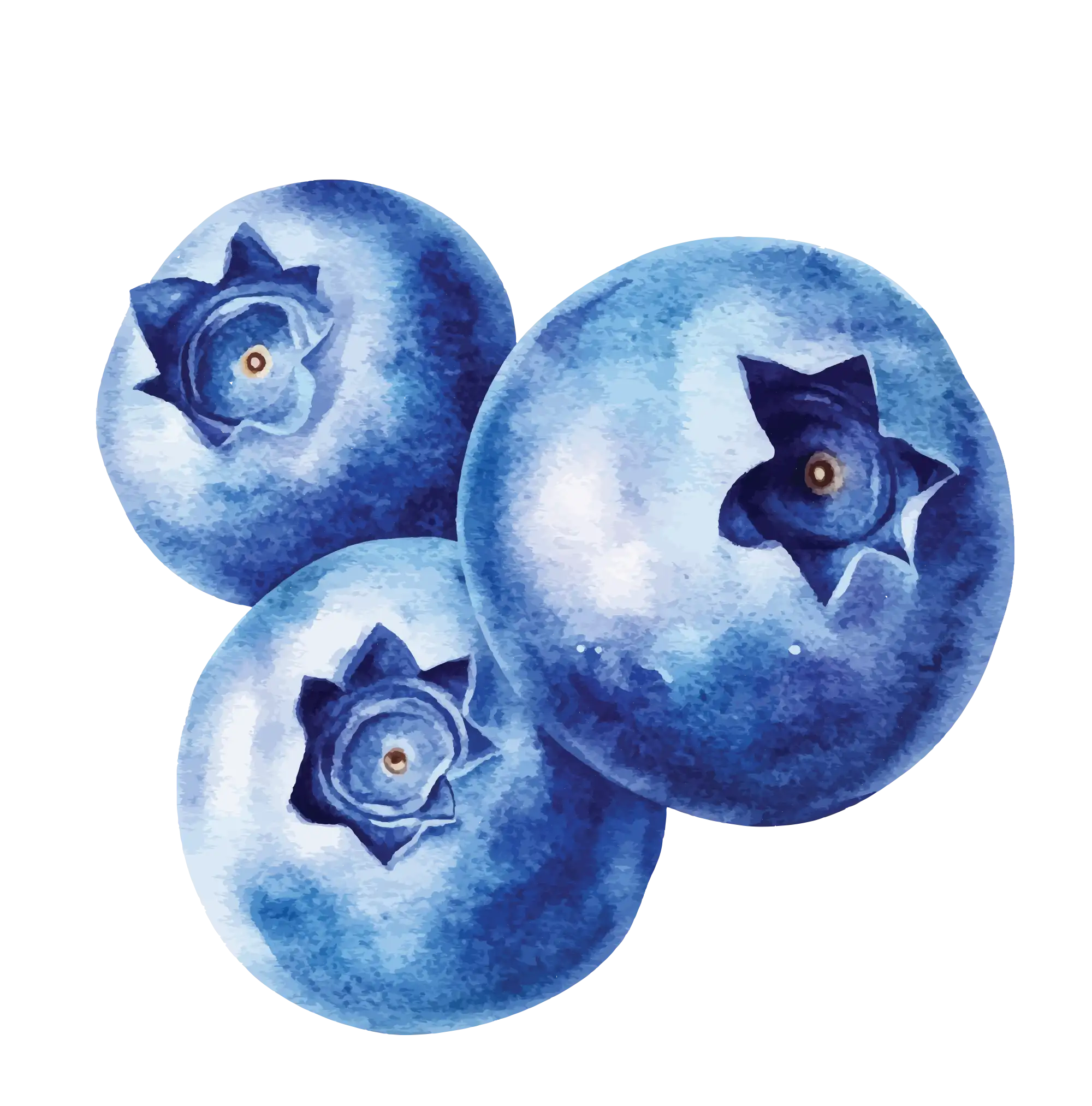 Il·lustració de nabius en aquarel·la que representen les experiències de temporada de Mooma, amb fruits silvestres, frescor natural i essència mediterrània.