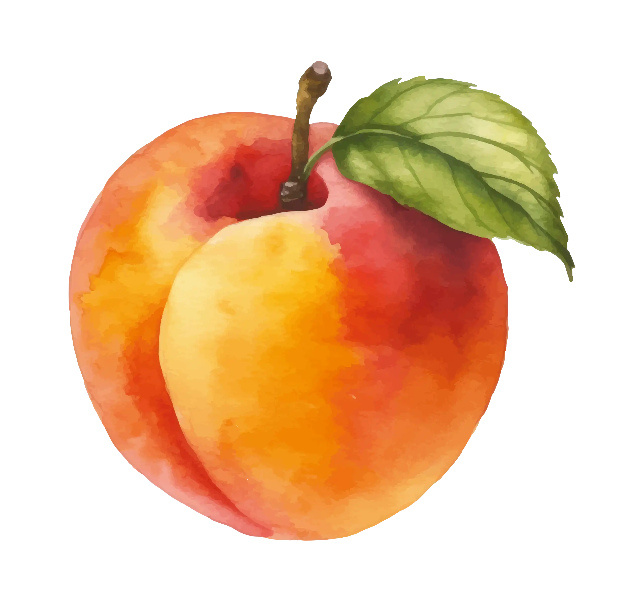 Il·lustració d’una nectarina en aquarel·la que representa les experiències de temporada de Mooma, amb fruita d’estiu, dolçor natural i colors mediterranis.
