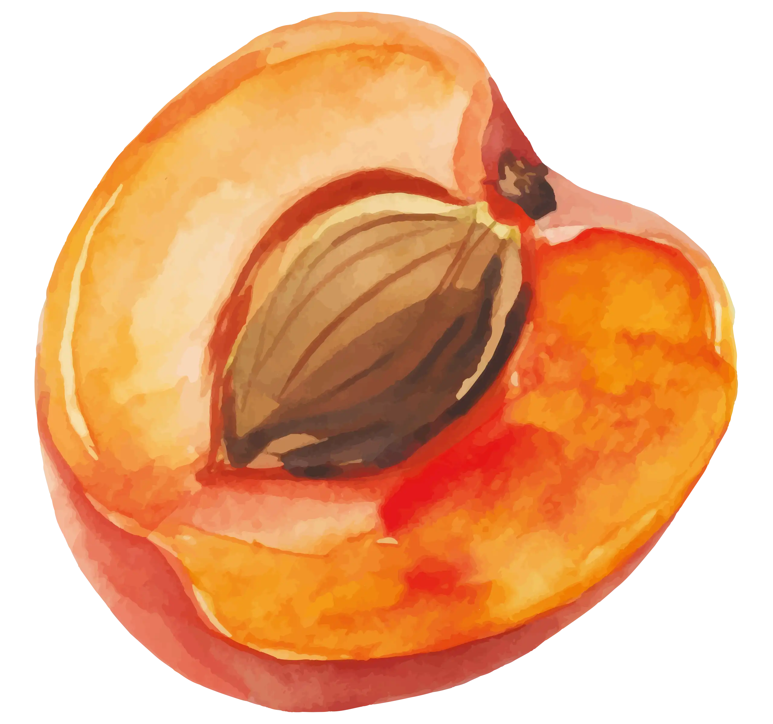Il·lustració d’un préssec en aquarel·la que representa les experiències de temporada de Mooma, amb fruita d’estiu, dolçor natural i essència mediterrània.