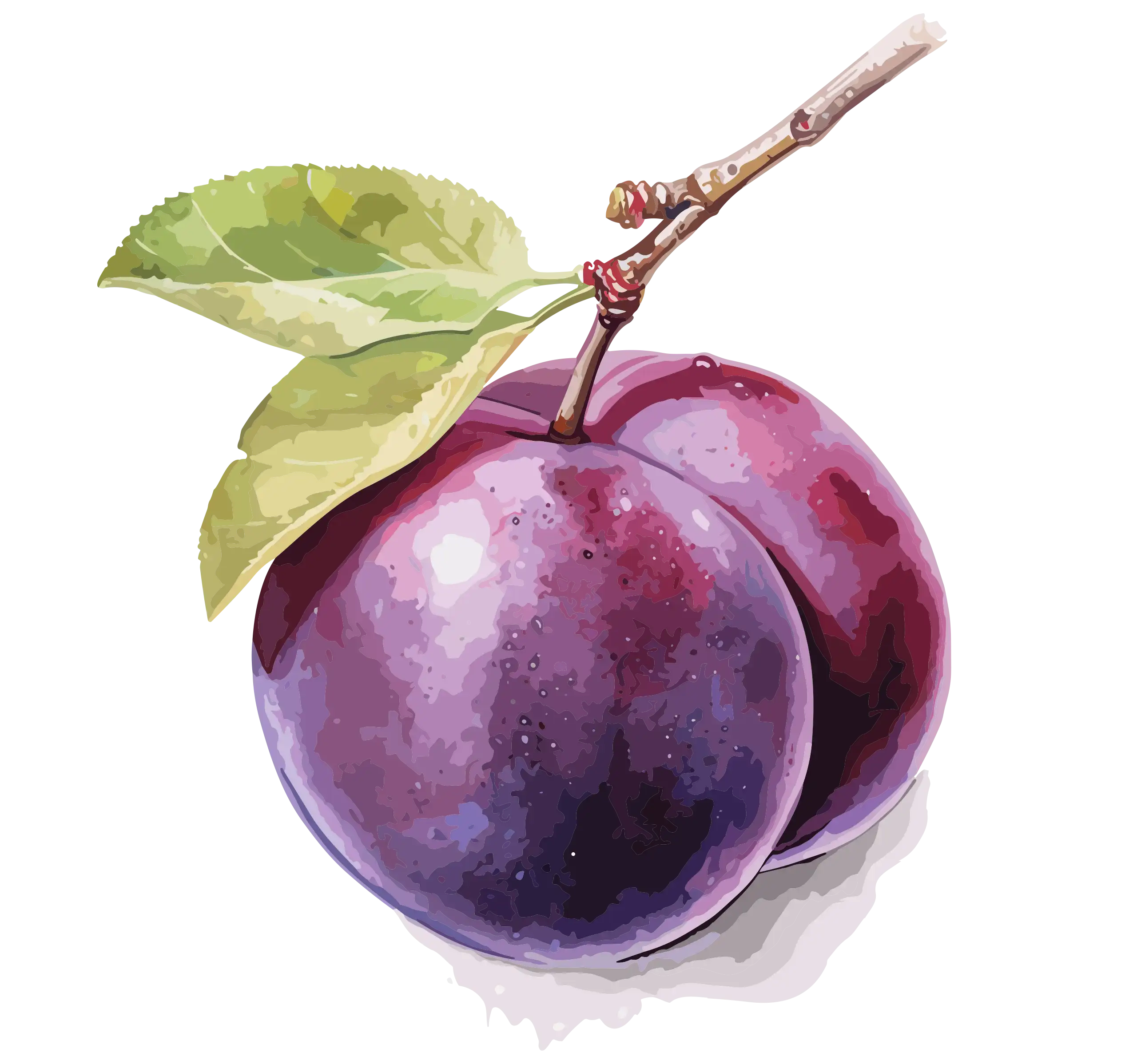 Il·lustració d’unes prunes en aquarel·la que representen les experiències de temporada de Mooma, amb fruita madura, sabors intensos i essència mediterrània.