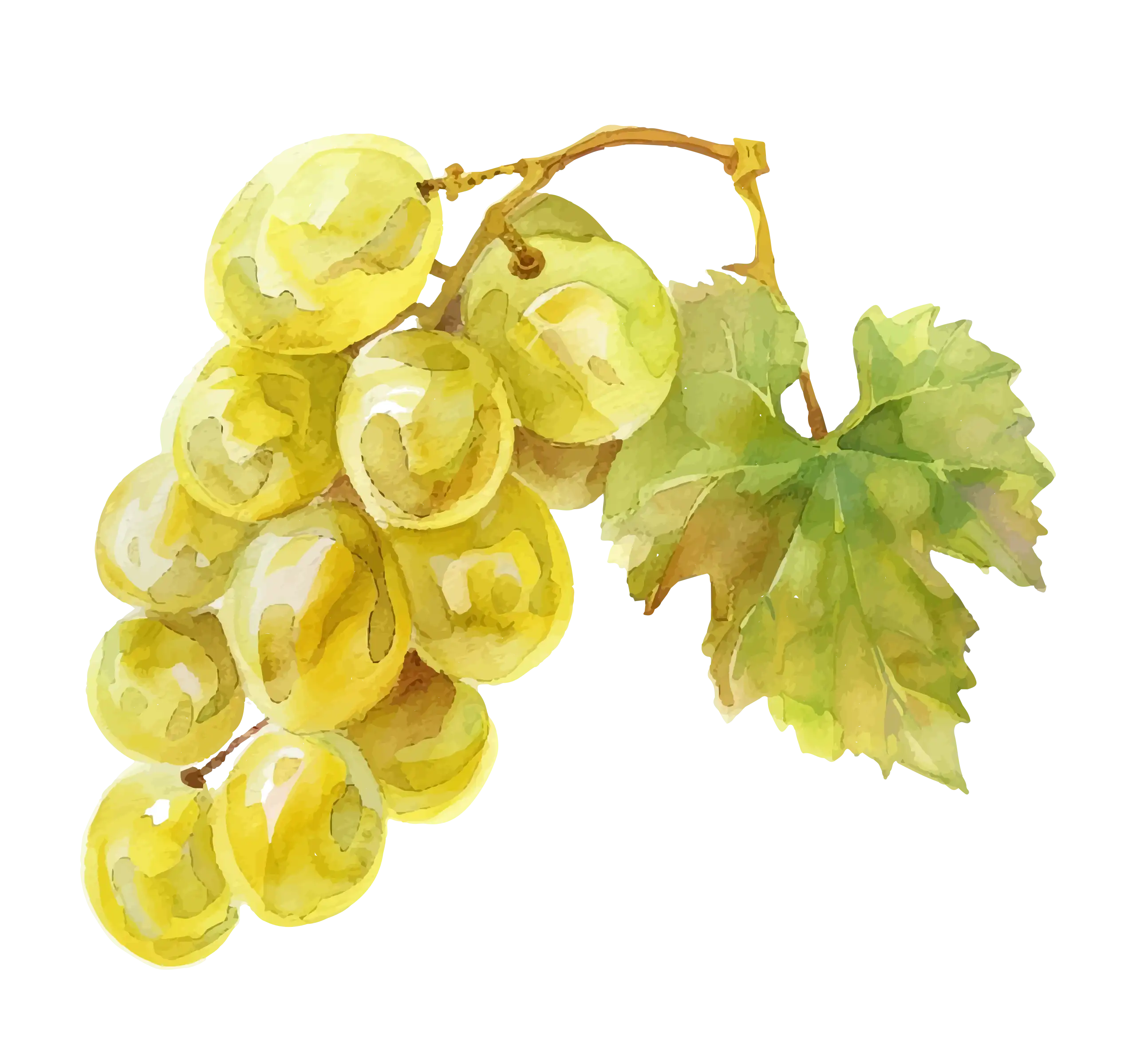Il·lustració d’un raïm blanc en aquarel·la que evoca les experiències de temporada de Mooma, amb aromes naturals, vinya i essència mediterrània.