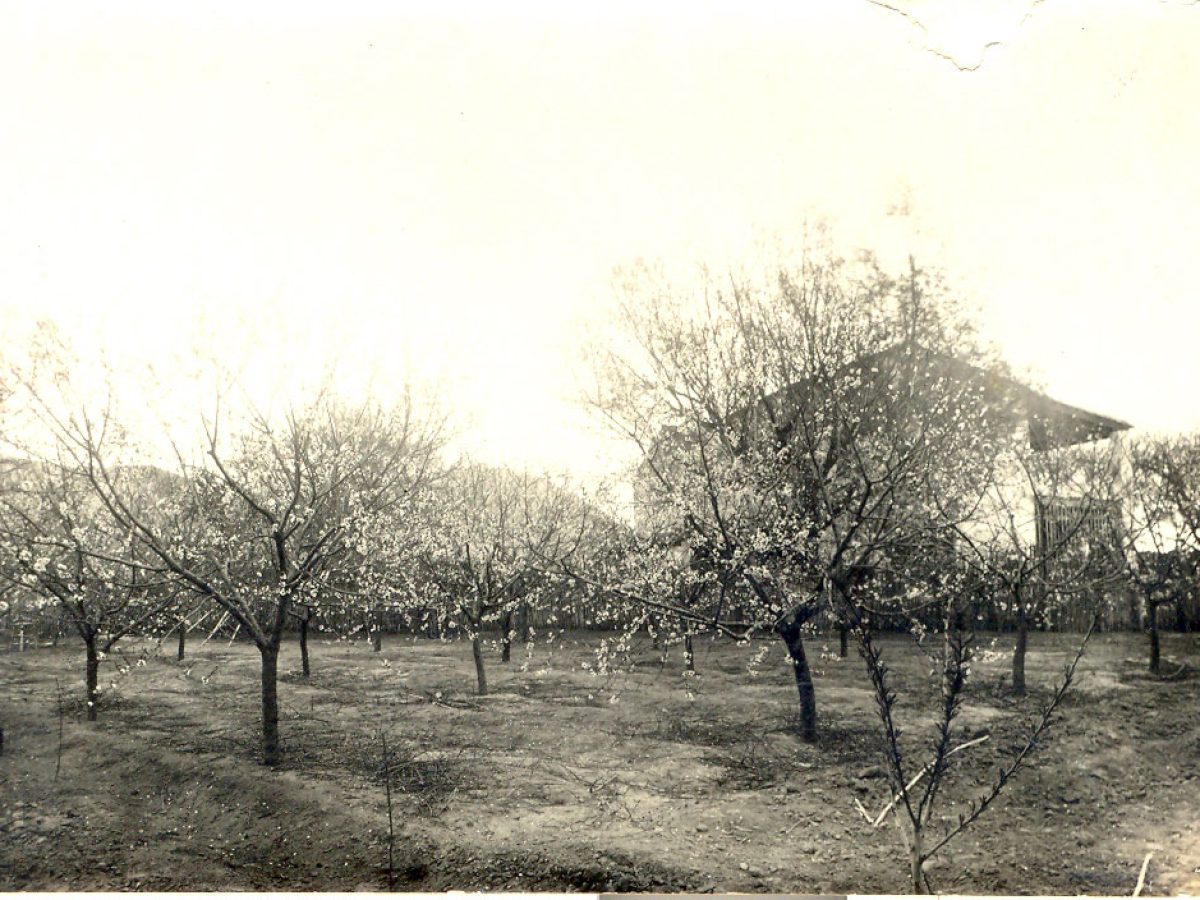 Mooma's origins are deeply rooted in the land and the family tradition of cultivating apple trees in Empordà, a history that has evolved into a unique project of cider, gastronomy, and experiences.