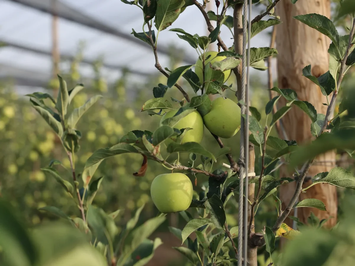 Mooma's apple trees grow in the heart of Empordà, cultivated with care and tradition to give life to ciders and products made with our own local fruit.